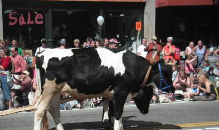 Strolling of the Heifers June 2009